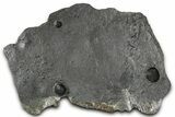 Plate of Seven Red Embers Garnets in Graphite - Massachusetts #375790-1
